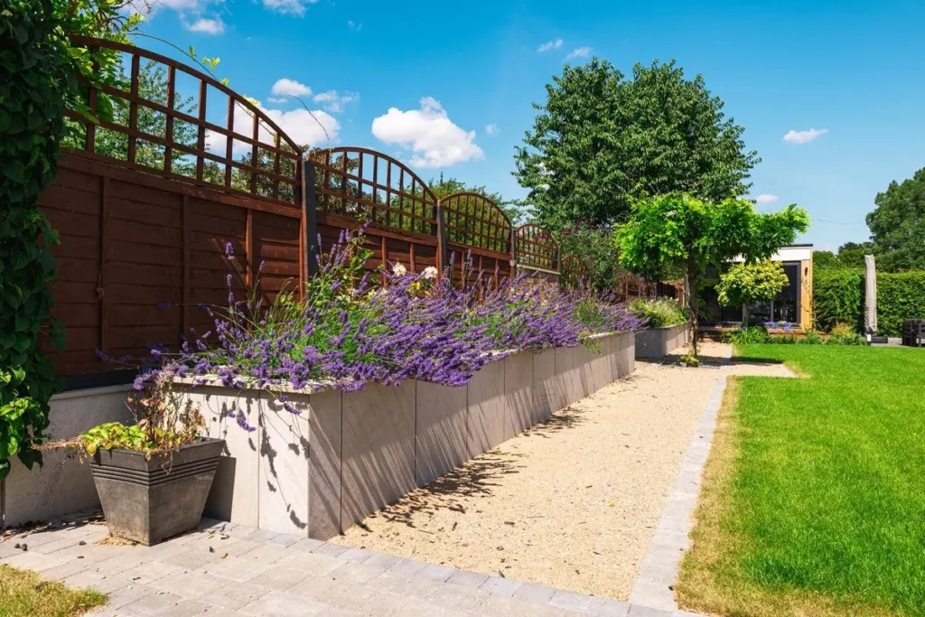 Lattice-topped fence above a run of porcelain-clad raised beds filled with lavender